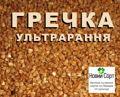 Ультрарання гречка Темп 65 днв для повторних посвв