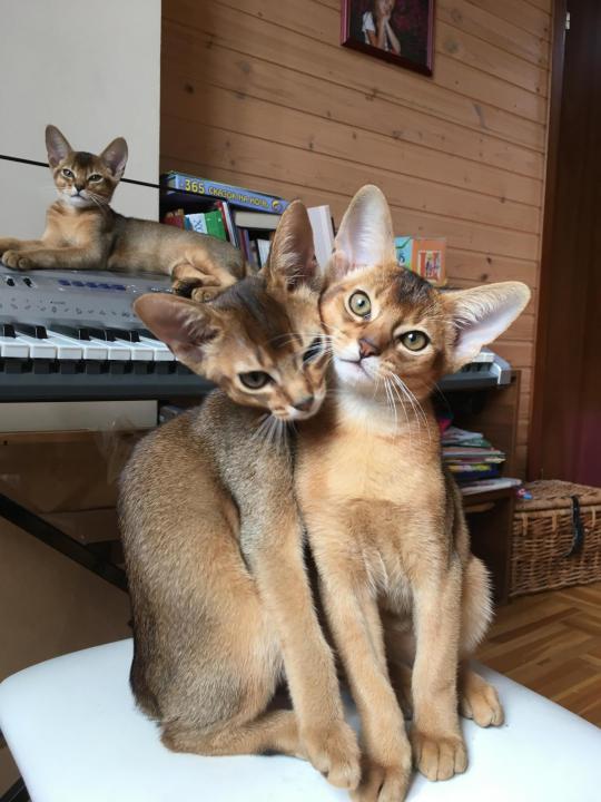 Абиссинские ангелочки