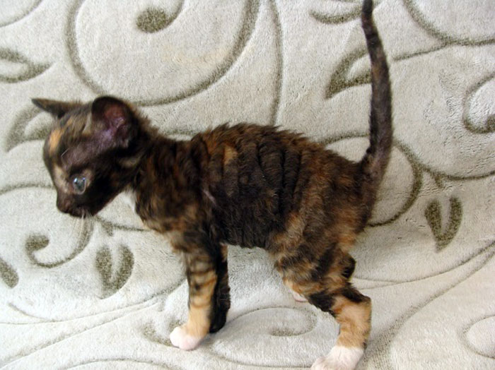 купить котнка