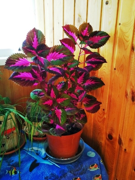 Тольятти. Продаю Колеус Блюма Coleus blumei.