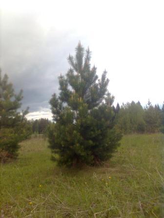 Семе сосны обыкновенной в Екатеринбурге