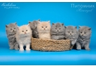 Котята британской длинношерстной кошки