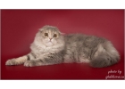 Шотландские котята в тплых шубках