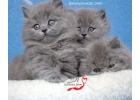 Длинношерстные голубые британские котята.