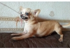Чихуахуа сука 2 лет