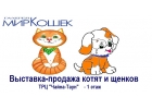 Выставка кошек продажа котят