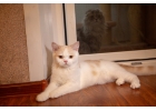 Лучшие шотландские котята здесь