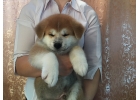 Продаются щенки Акита Ину