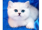 Элитные котята британские шиншиллы котята шоу - класса