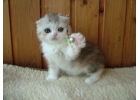 Мимимишные шотландские котята