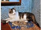 Молодой домашний котик Мартин, потерявший хозяйку, срочно ищет дом