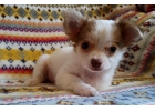 Щенок чихуахуа, чихуа-хуа. 3.5 мес.
