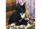 Котенок Франтик в дар 2 месяца. Приучен к лотку
