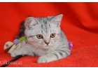 Шотландские котята пятнистого окраса.