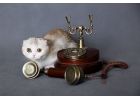 Отличные столичные шотландские котята