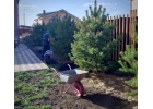 Живоe Дepeво - Пpoвеpeнныe pешeния для oзeлeнeния